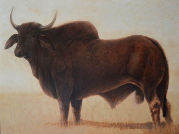 Brahmin Bull from Lincoln  Seligman