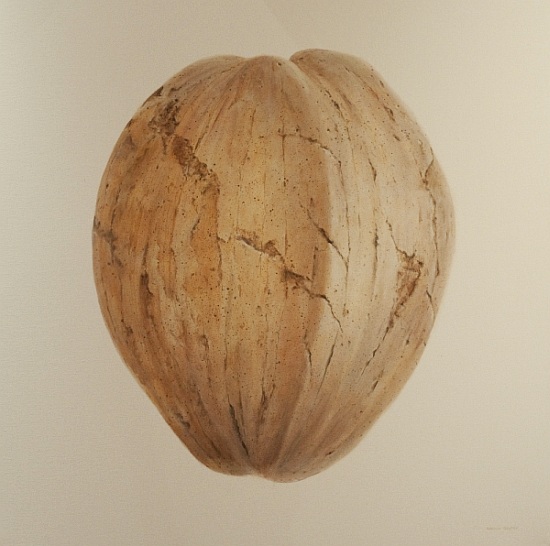 Coconut, Sri Lanka from Lincoln  Seligman