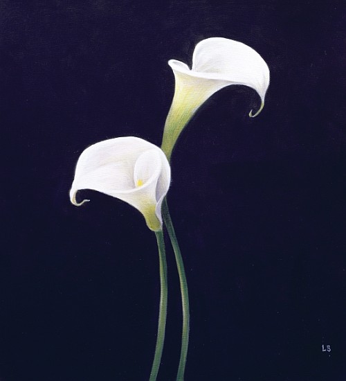 Lily (oil on canvas)  from Lincoln  Seligman