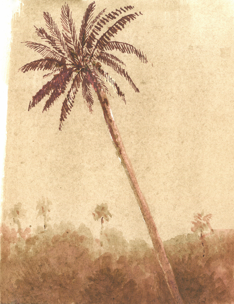 Palm Tree from Lincoln  Seligman