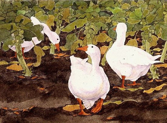Geese in the Sprouts from Linda  Benton