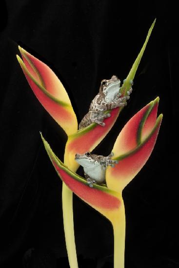 Amazon Milk Frogs on Tropical Stem