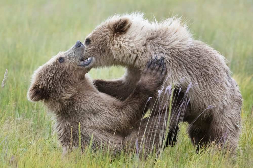 Bear Cubs Playing from Linda D Lester