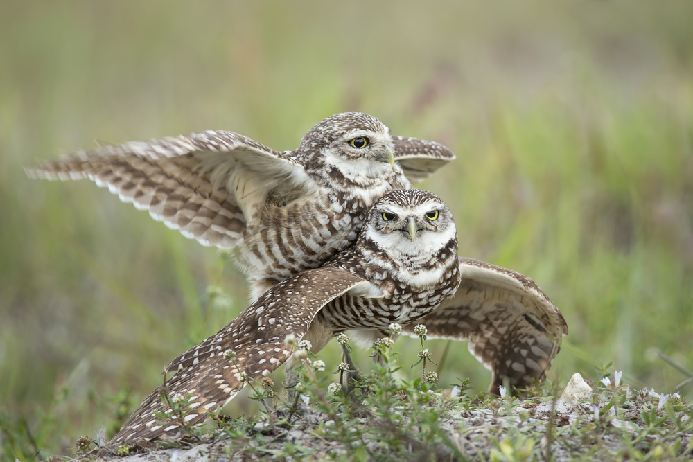 Burrowing Owls Love from Linda D Lester