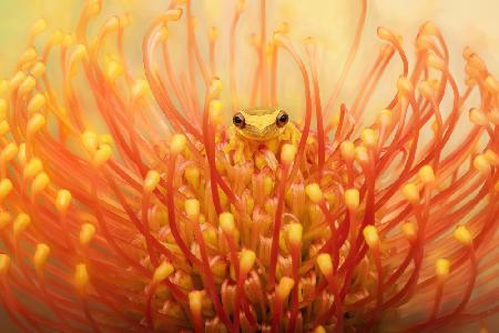 Lemur Tree Frog in a Tropical Protea Flower