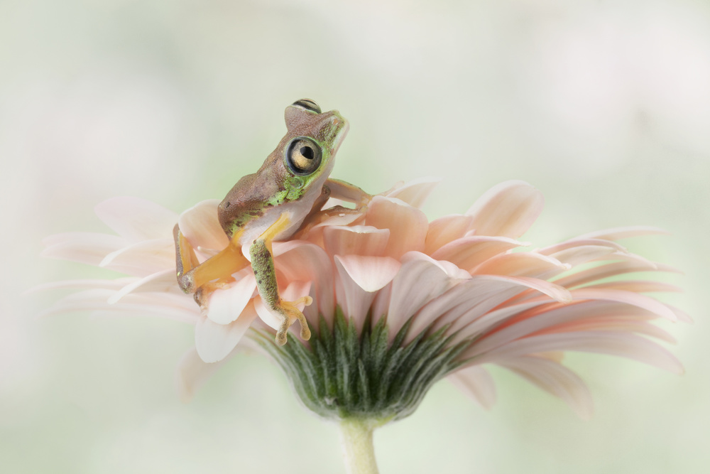 Lemur Frog on a Gerbera  Flower from Linda D Lester