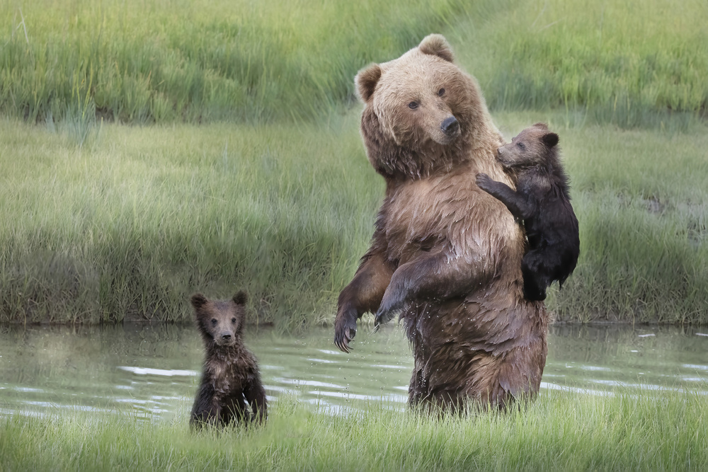 Momma Bear and Her Cubs from Linda D Lester