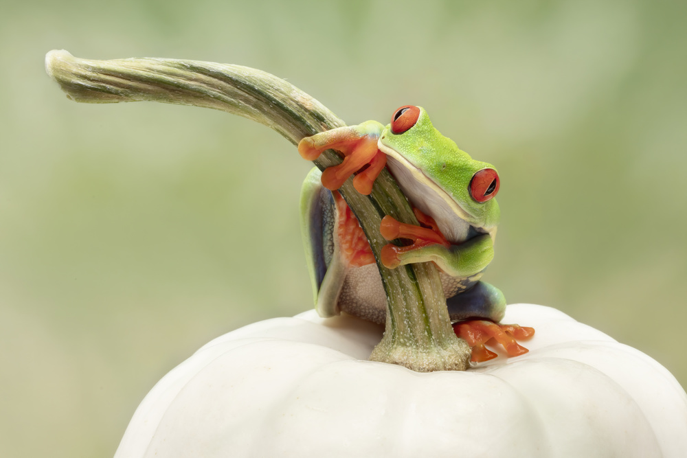 Red Eyed Tree Frog on a White Pumpkin from Linda D Lester