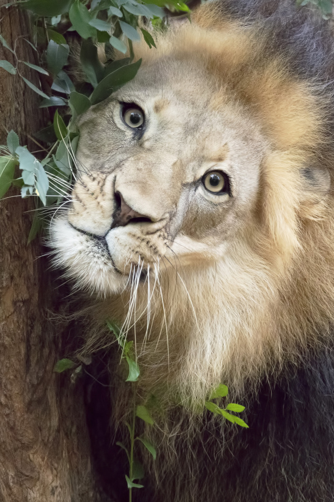 Such a Handsome Male Lion from Linda D Lester