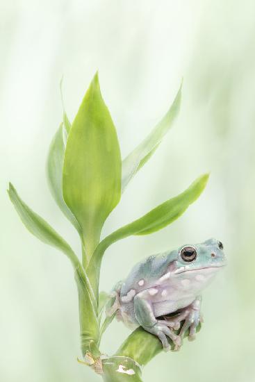 Whites Tree Frog on a Lucky Bamboo