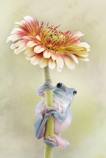 Whites Tree Frog Holding a Gerbera Flower
