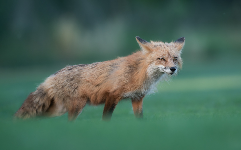 Red Fox from Ling Zhang