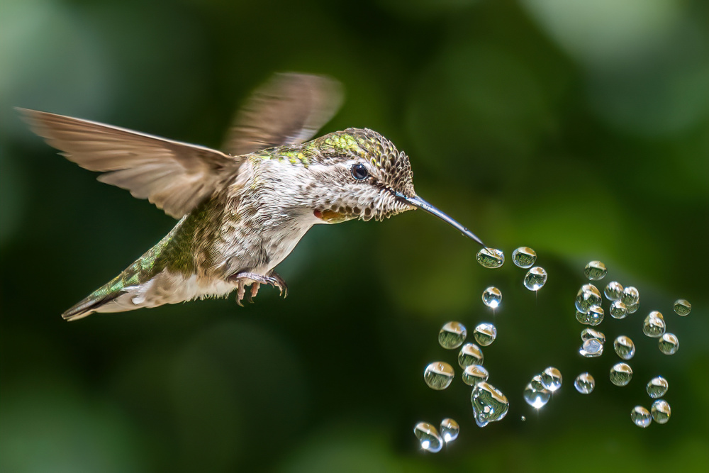 hummingbird play beads from Lipinghu