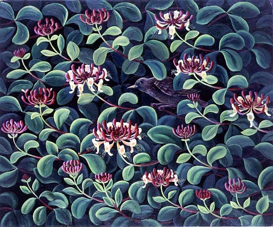 Honeysuckle and Starling, 1995  from Liz  Wright