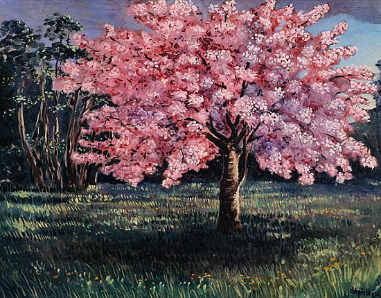 Pink Blossom, 1994 (oil on board)  from Liz  Wright