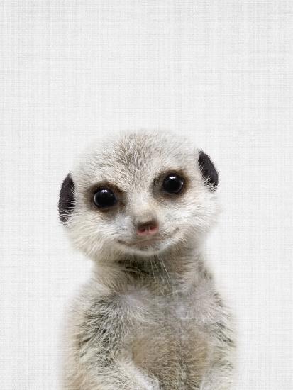 Peekaboo Baby Meerkat