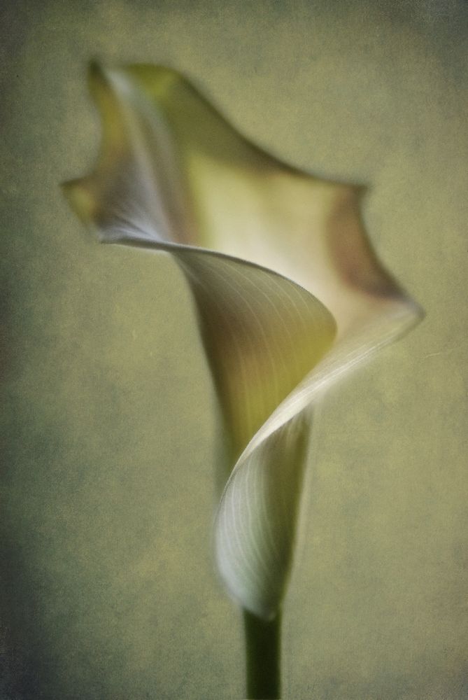 Calla Lily from Lotte Andersen
