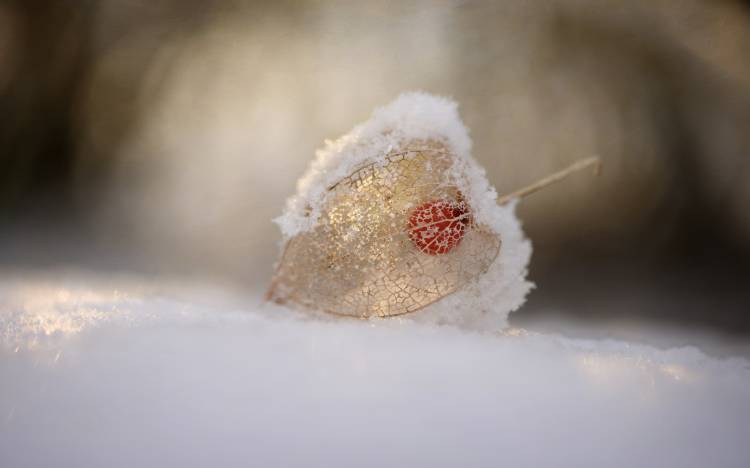 Physalis in Snow from Lotte Gronkjaer