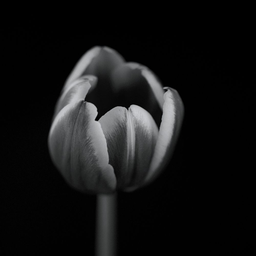 Tulip in mono from Lotte Gronkjaer