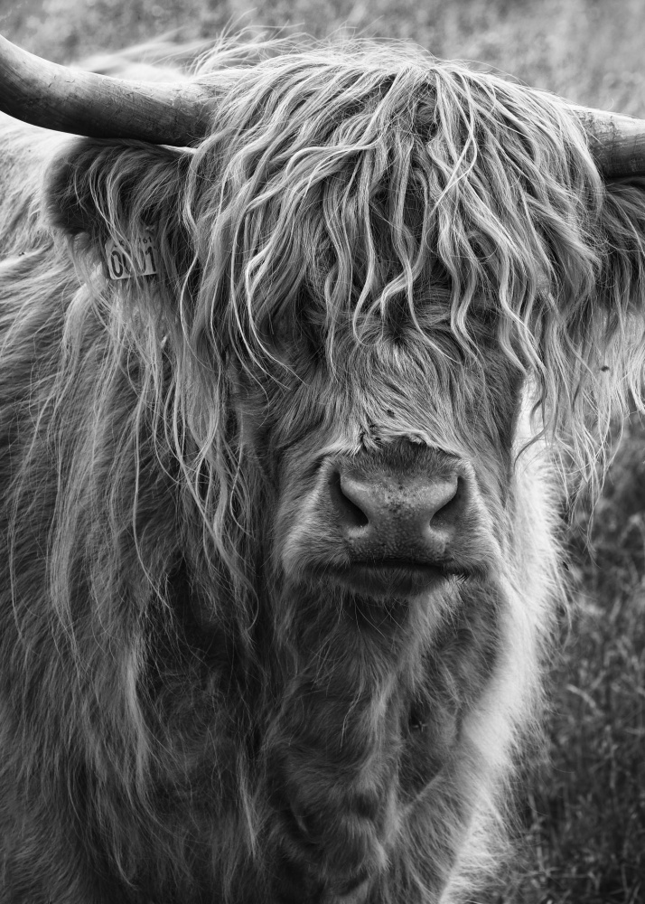 Highland cattle from Lotte Grønkjær