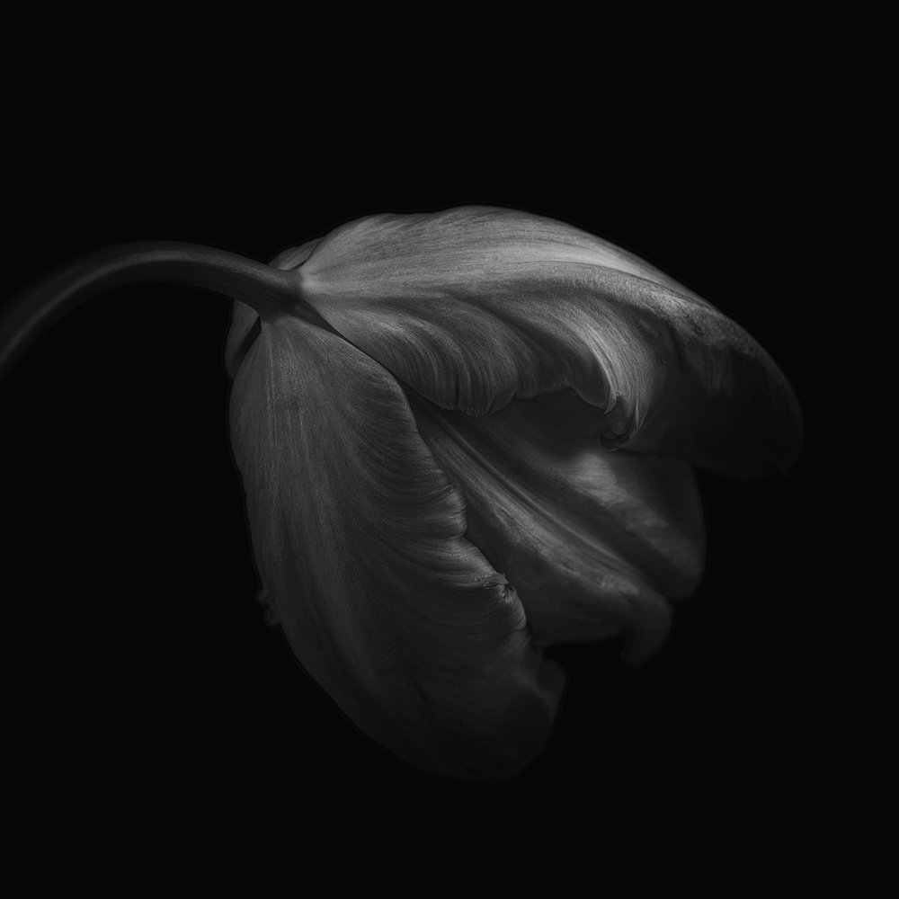 Tulip in monochrome from Lotte Grønkjær