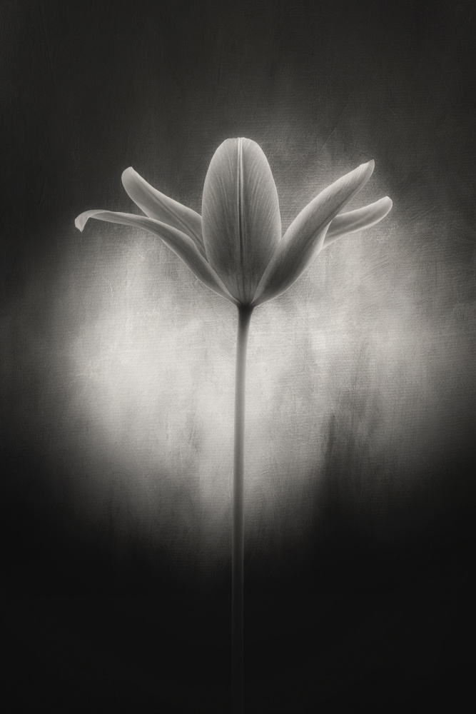 Tulip in black and white from Lotte Grønkjær