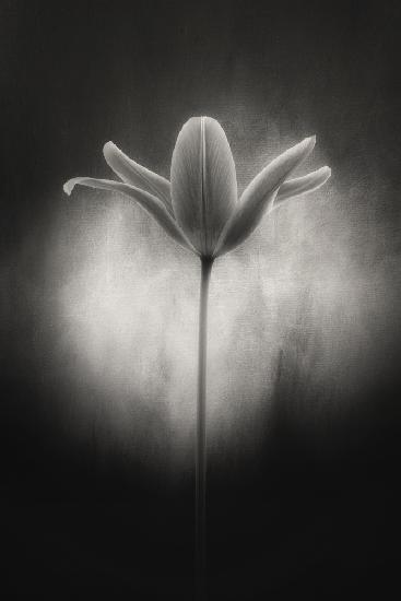 Tulip in black and white