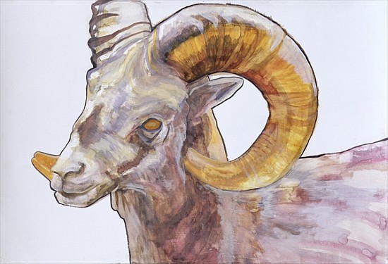 American Long Horn, 2004 (watercolour and acrylic on gesso on paper)  from Lou  Gibbs