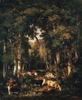 Cows in the woods of Fontainebleau.