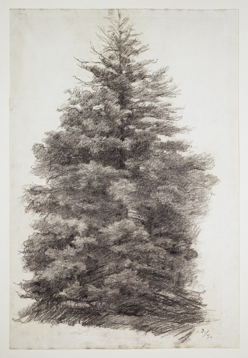Fir tree from Louis Eysen