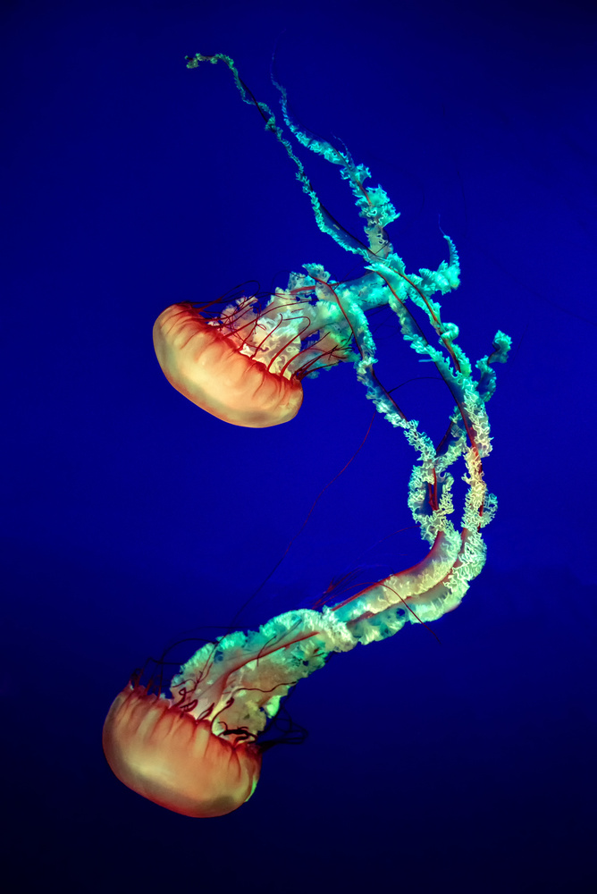 Jelly Fish from Louis-Philippe Provost