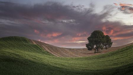 Sunset colors in the fields of Andalusia (Spain)