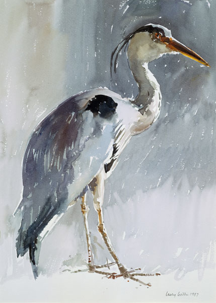 Grey Heron, 1987 (w/c on paper)  from Lucy Willis