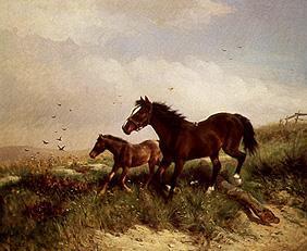 Mare with foals