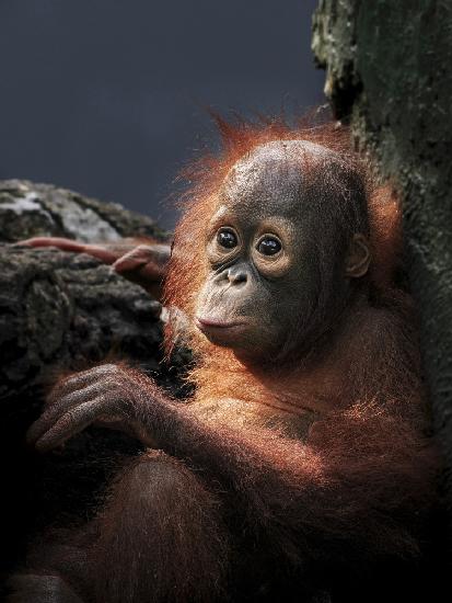 Borneo orangutan