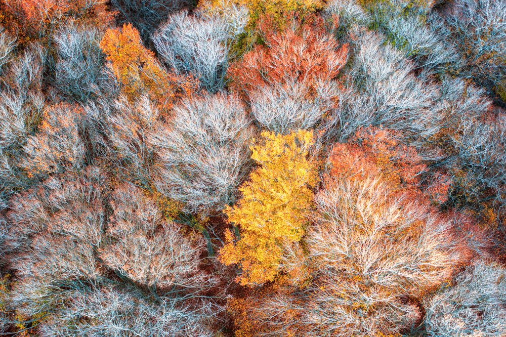 Autumn branches from Luigi Ruoppolo