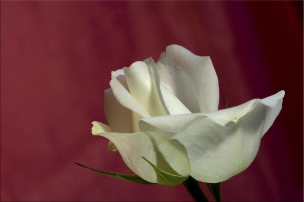 die weiße Rose from Luisa Anders