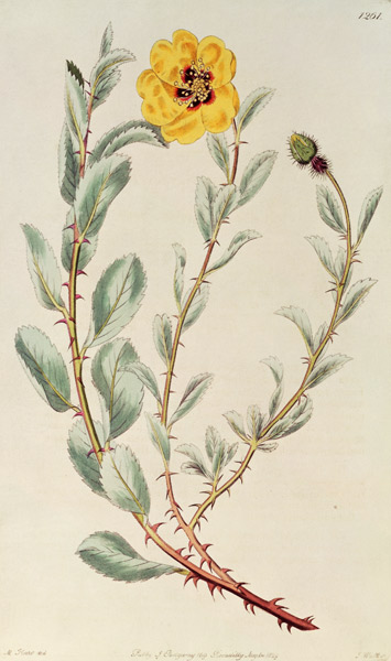 Rose: Persian from the Botanical Register from M. Hart
