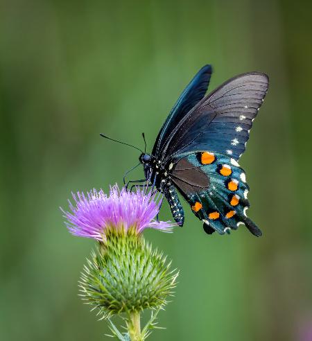 	 Pipevine swallowtail