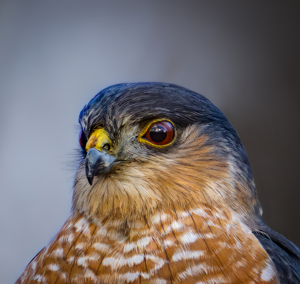 Sharp shinned hawk from Macro and nature photography
