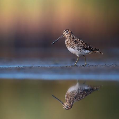 Common snipe with reflection and colorful background