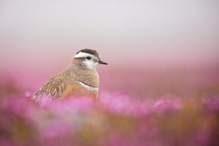 Dotterel in a pink setting