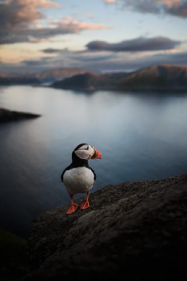 A puffin with a view