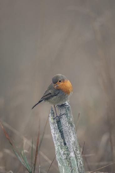 Portrait of a robin in autumn