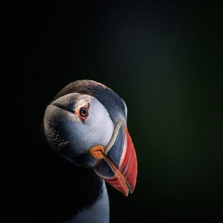 Portrait session with a puffin