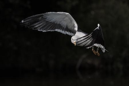 Shy lesser black-backed gull