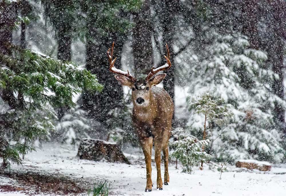 Snow Storm And The Buck Deer from Majestic Moments Photography
