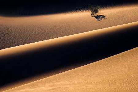 The Solitary Tree in the Desert