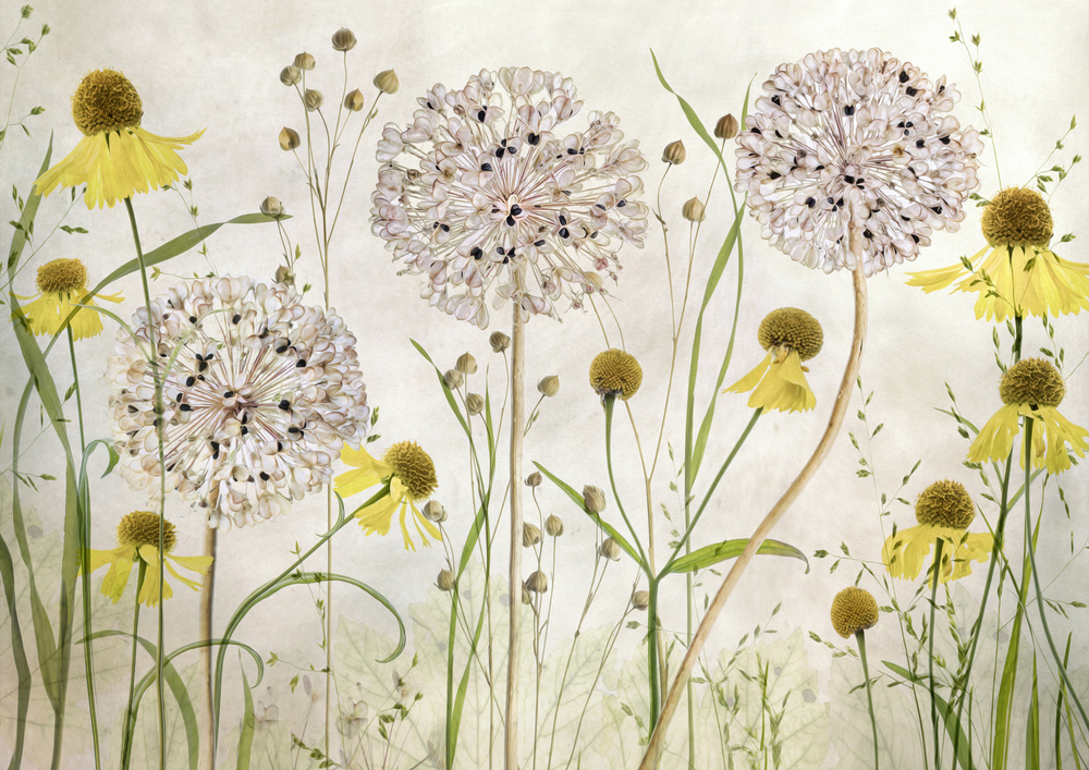 Alliums and heleniums from Mandy Disher
