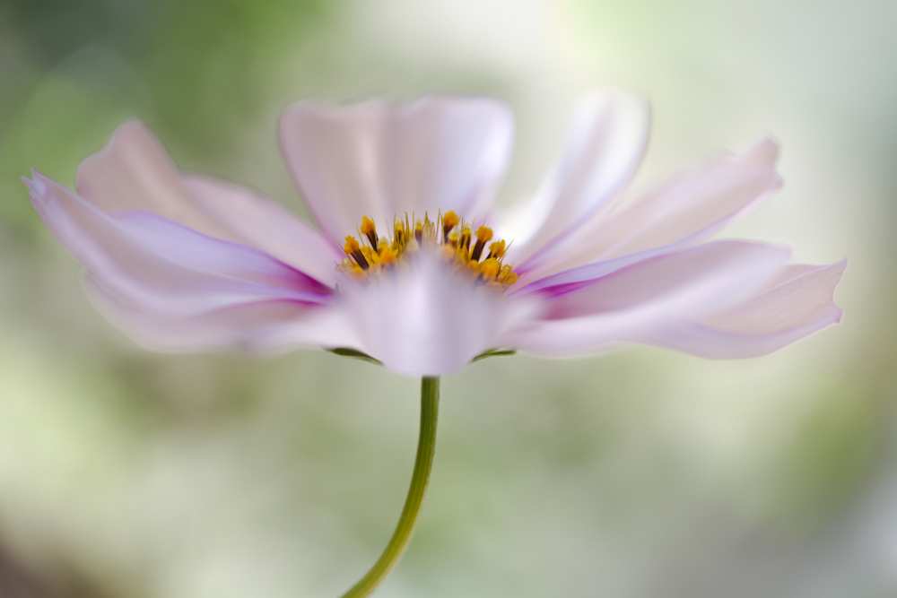 Cosmos Cloud from Mandy Disher